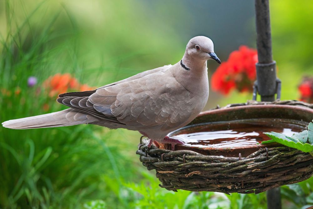 Birds! Using mesh may be safer for birds, as they can get stuck in fruit cages or large netting. They will attack fresh soft fruit.