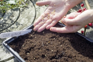 3. Separate the seeds out and fill a tray with loamy crumbly well-draining compost. Scatter the seeds evenly over the surface.