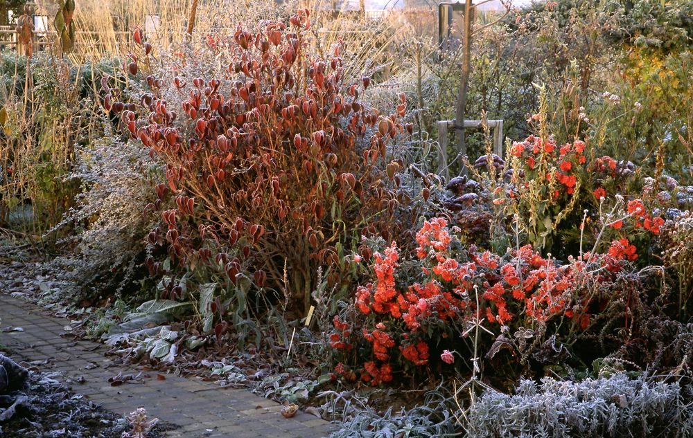 November — Garden News