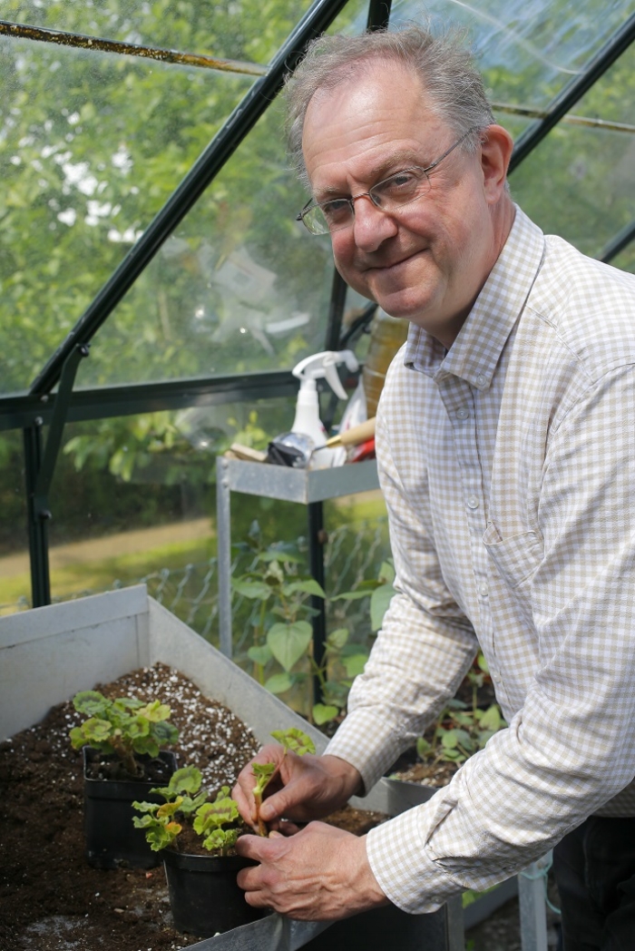 If you overwintered your pelargoniums in the greenhouse, they'll have been putting on some strong new growth by now, so it's prime time to make the most of that and create some new mini plants from it. Try your hand at this propagation technique to provide yourself with some classic summer bedding next year! It's extremely satisfying and, best of all; you don't need to part with any pennies. Softwood or greenwood cuttings, which you can take from a number of perennials and shrubs now, are easy to do and are the most likely to root of all the different types of cuttings. This is because conditions are ideal right now - warm and moist, with a bit of sunshine. These cuttings will take up to 10 weeks to root. Once you notice roots have formed, either from some popping out the bottom of a pot, or from a gentle tug of a plant, pot them up in late summer, so they can establish on their own as single plants. If you miss the boat now, just overwinter them and pot them up singly next spring. See our step by step guide in this week's Garden News!
