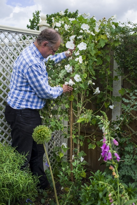 We've had a few blustery winds recently, which can bash our precious plants every which way. When they get jostled and knocked over, you'll need to keep an eye on them and check for damage. There's the physical damage of collapsing and being uprooted - some tall plants will need tying in, staking and tucking upright back in the soil again. Check for root or stem damage and prune out any obviously impaired areas. Wind-scorched leaves will appear crumpled or browned as they've lost moisture. You should always water and feed your plants well anyway, but particularly after a heavily windy couple of days. This Abutilon vitifolium , pictured, likes a sunny spot, but needs shelter from heavy, drying winds. It was almost uprooted and collapsed on the border! It's being put back upright and staked well with thick canes. If plants lose their new leaves or buds it may be due to damage so keep them watered, fed and sheltered. Often there's nothing you can do to stop wind damage, but there are precautions and post-damage steps to try and help your plants get back on their feet again. See this week's issue of Garden News for our top tips! 