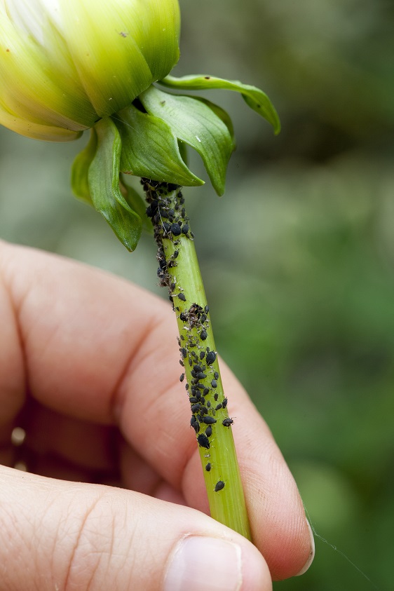 The bugbear for most summer gardeners is aphids. Be it general green or blackfly or specific species such as woolly aphids, they aren't just annoying but can also be dangerous to plants. They're carriers of disease, transporting moulds and other afflictions around our gardens, often able to do so due to their sap-sucking weakening of all the plants. One of the most important jobs in the growing season is to check plant tips, nooks in branches and under leaves for those tell-tale clumps, or before you know it you'll suddenly realise new buds have whole infestations. There are, of course, insecticides to help you - very effective in getting rid of them, but it may have an effect on other beneficial insects in the vicinity. You could substitute them for organic versions, available in garden centres, as well as ones developed for fruit and veg use (such as Bayer Provado Fruit & Veg). Small amounts of aphids can be picked off and squashed, or even hosed off. Otherwise look at the big picture and grow flowers that are lapped up by hoverflies, lacewings, and ladybirds, as they'll eat lots of aphid pests as a handy snack. 