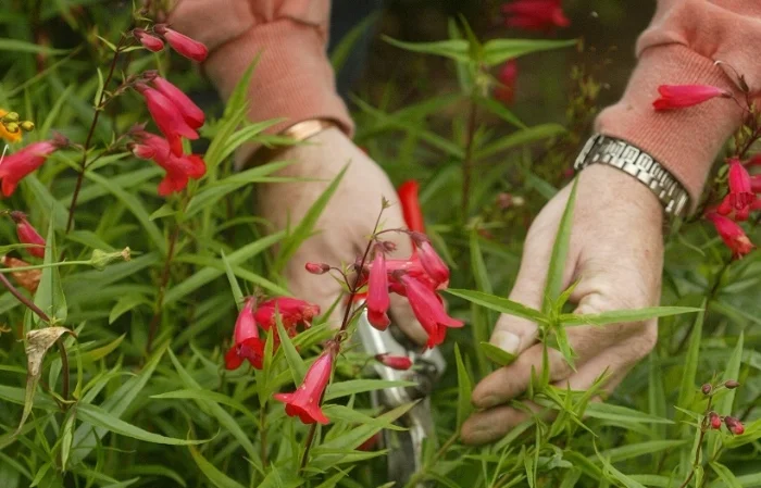 Penstemons are one of those plants that root easily and don’t need any special attention when you’re propagating them. If only all plants were as easy-going! The reason many people take cuttings of penstemons in late summer and autumn is mainly as an insurance policy – they’re borderline hardy, but in particularly harsh winters they can succumb to frost, or worse, lots of winter rain clogging up their roots. So if you want to carry on growing these splendid, long-flowering blooms it pays to increase your collection now, for free, instead of replacing plants in spring. Plus, if you’re tempted by some lovely penstemon plants that may still be on offer in garden centres – perhaps in the bargain bin at this stage in the year – keep them indoors in a frost-free place instead of planting them out now. This will save them being unnecessarily exposed to dodgy weather over the next few months. As for taking cuttings, choose the freshest non-flowering shoots, cut from their tips at about 15-20cm (6-8in) long, and once potted up simply let them grow on in frost-free conditions in a cold frame or greenhouse.