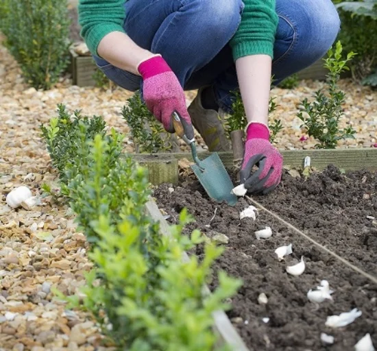 Whatever you do, don’t leave your plot empty over winter. There’s no need for it, as there’s plenty to be getting on with and planting out now, to continue cropping for longer. Any break in your veg planting will be a break in harvesting produce, and if you’re aiming for a year-round plot, with something to eat almost constantly, you need to keep it up and make the most of those crops that cope with the autumn and winter weather. Another great reason to continue with the planting on your plot is that it’s of huge benefit to the soil. Crops will keep the soil stable, less weedy and will prevent the washing away and leaching of nutrients during winter rains. Anything you can do to keep your soil sturdy and healthy in the relative off-season is great.