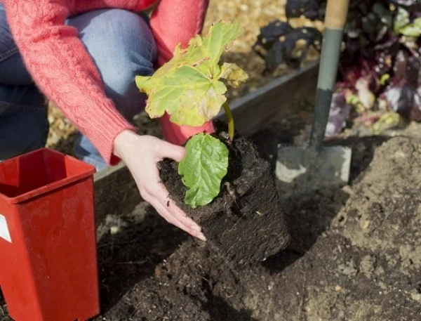 NEW WTDTW Vegetables.jpg
