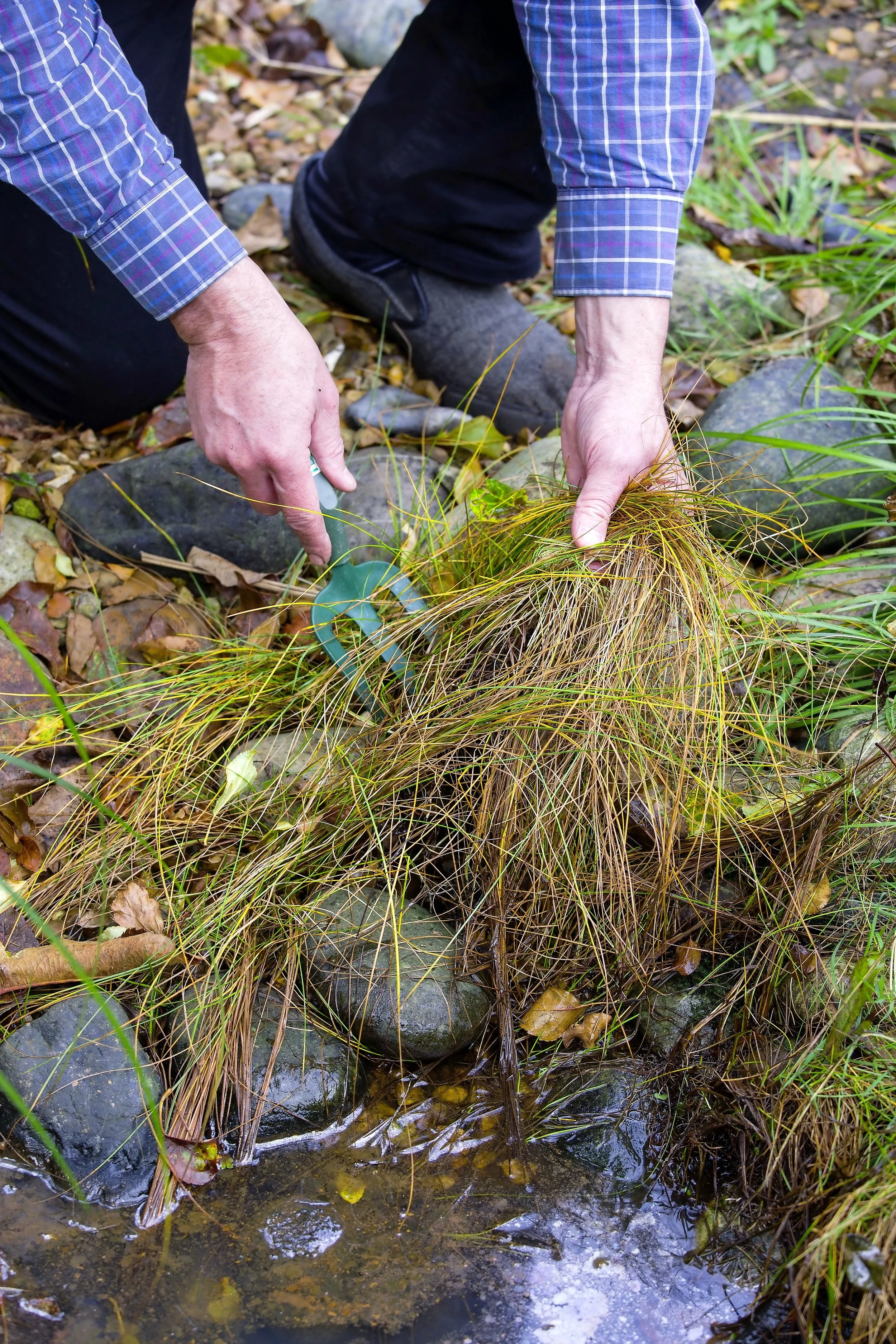 Clear away dead foliage