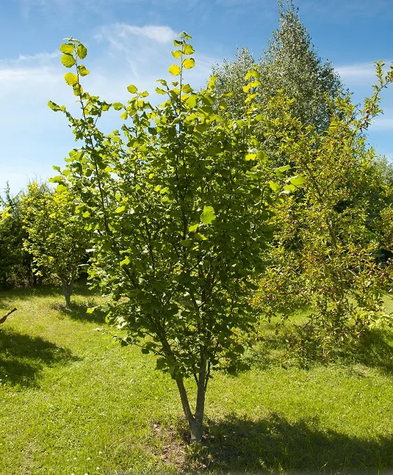 Hazelnut Tree