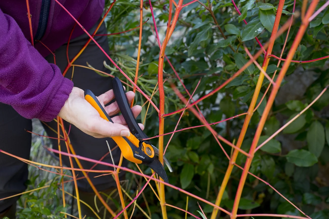 Cornus Cuttings.jpg