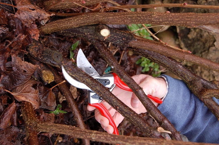 Prune Currant Bushes.jpg