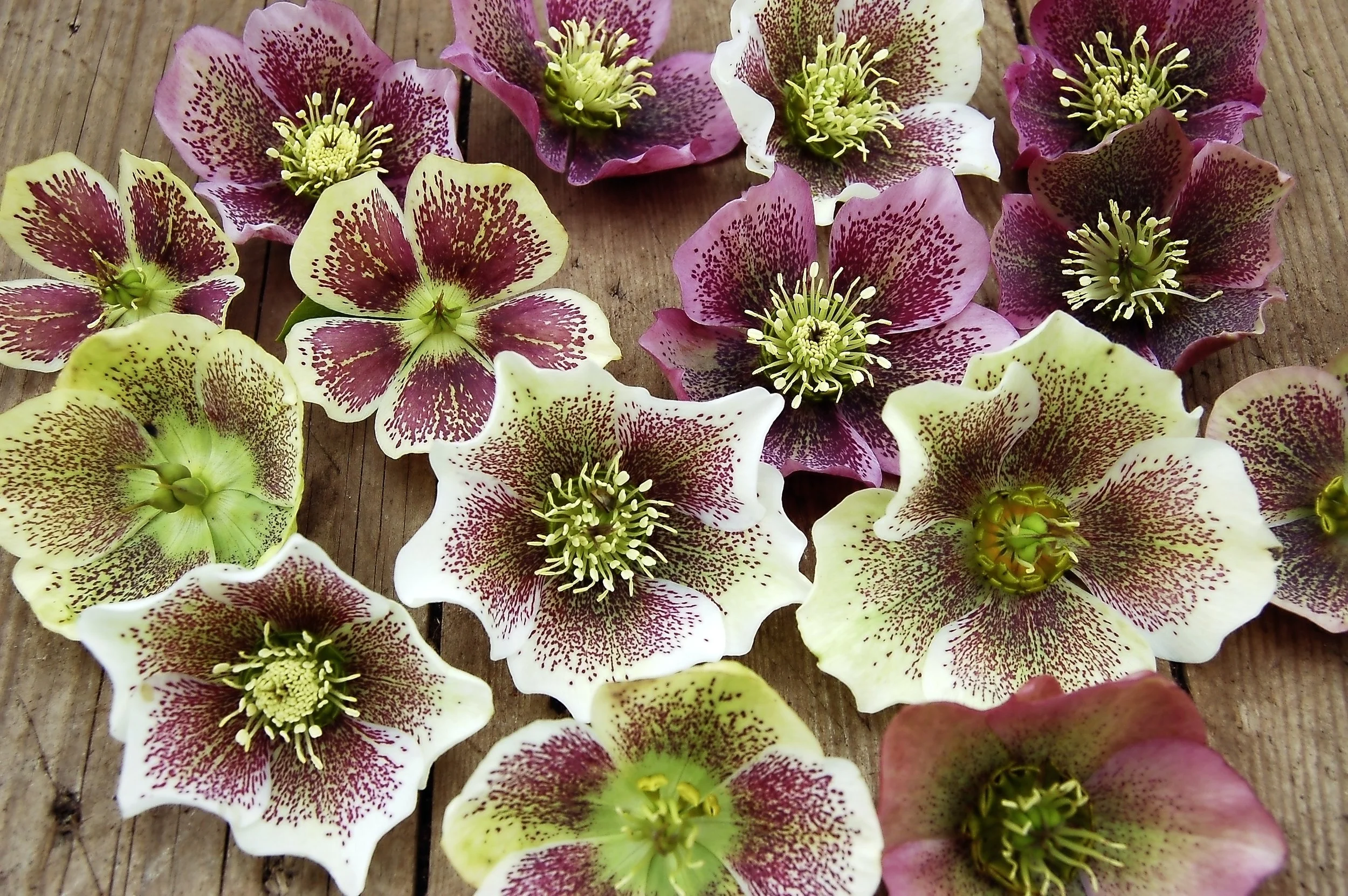 Hellebores from seedlings - step 4.jpg