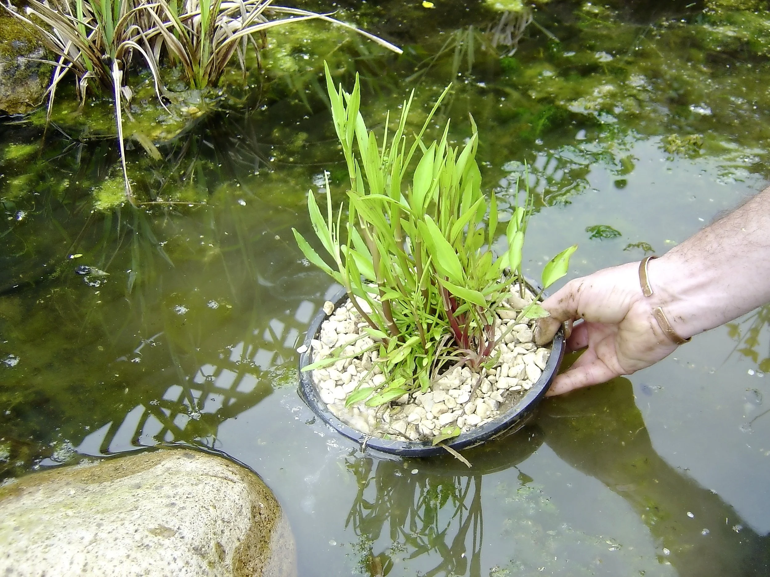 Pond plants step 4.jpg