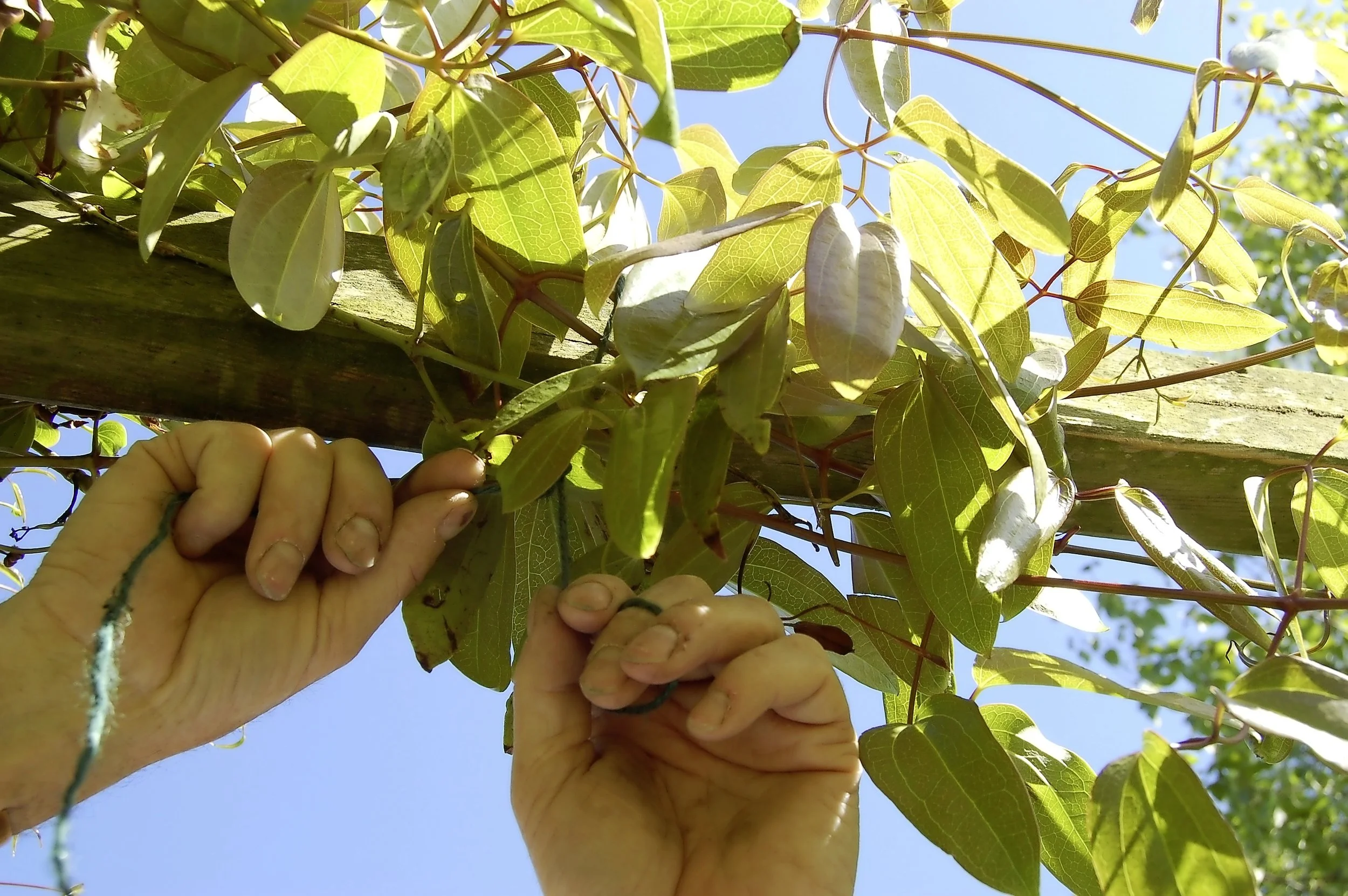 Pruning spring flowering clematis - step 4.jpg
