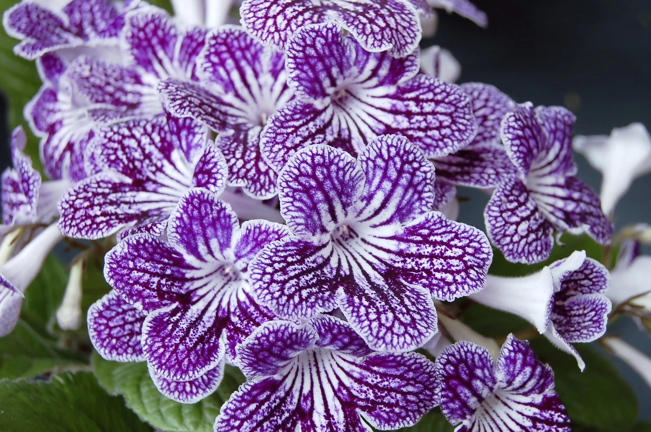 Streptocarpus - main pic.jpg