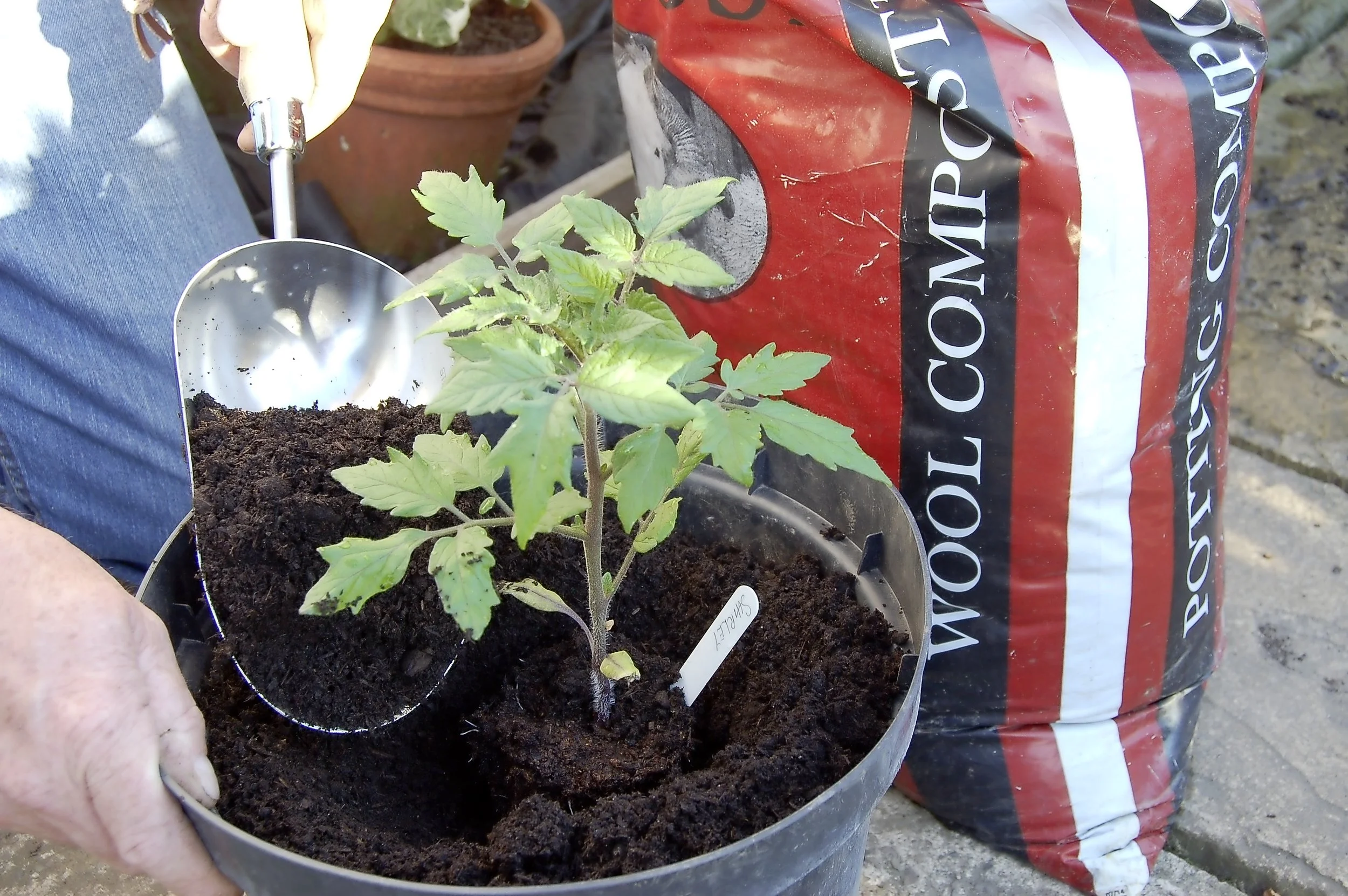 Tomatoes - step 1.jpg