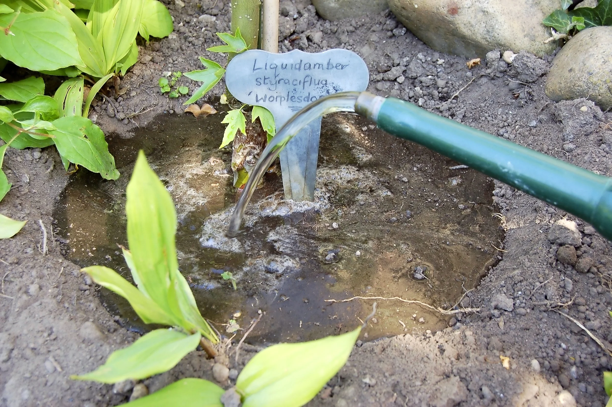 Summer watering - step 2.jpg