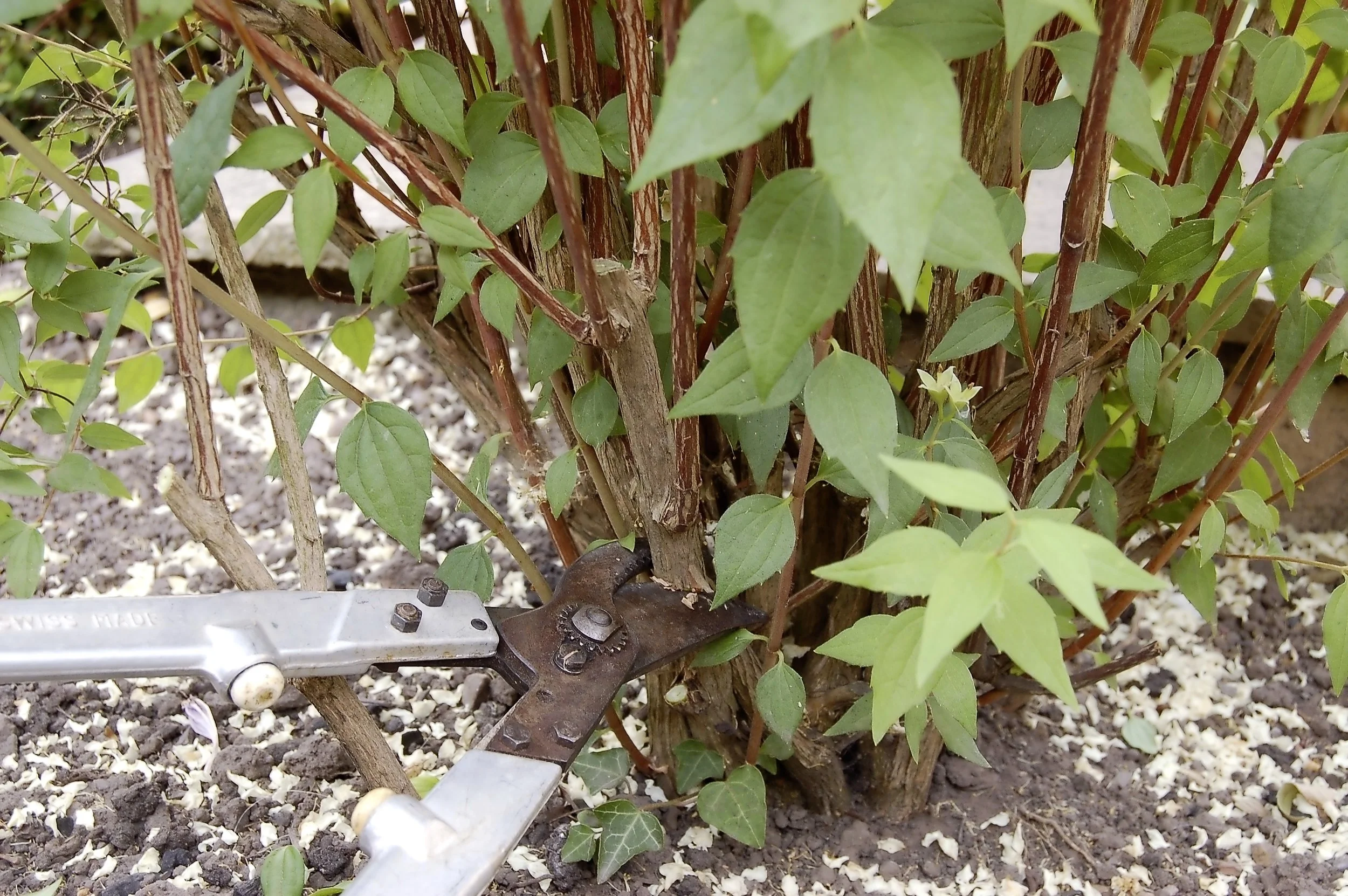 Summer shrub pruning - step 2.jpg