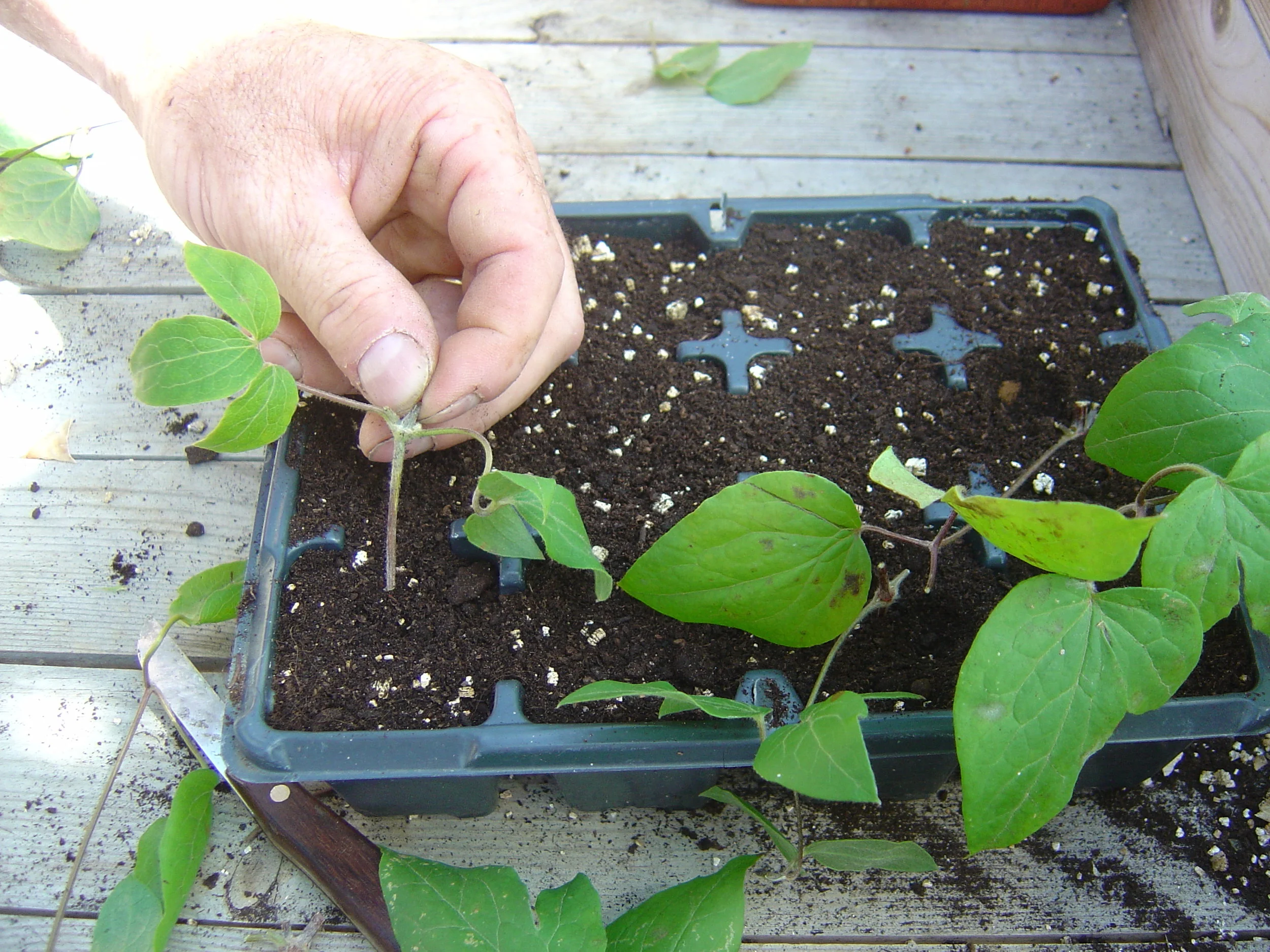 Clematis prop - step 3.jpg
