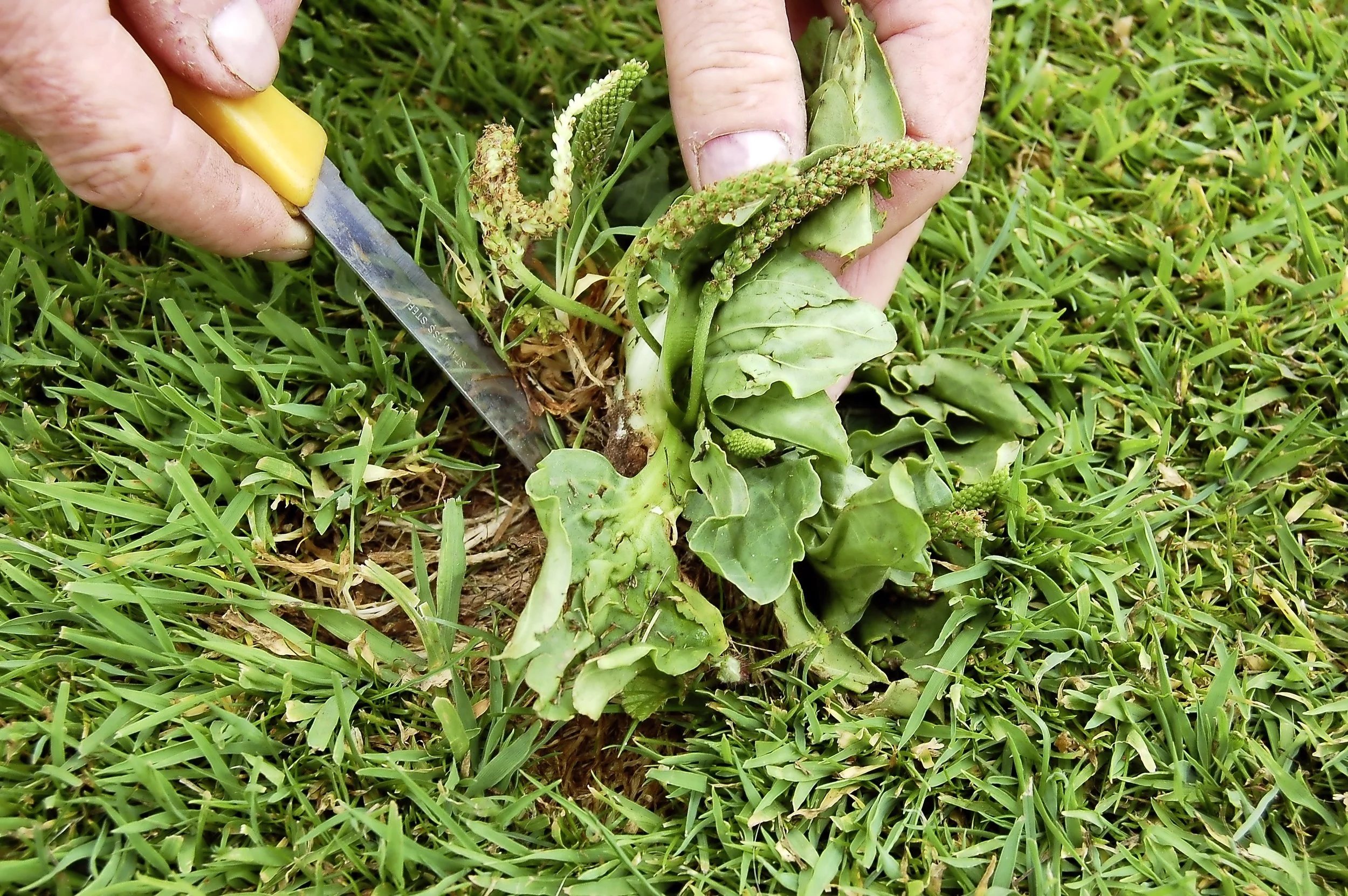 Summer lawn care - step 1.jpg
