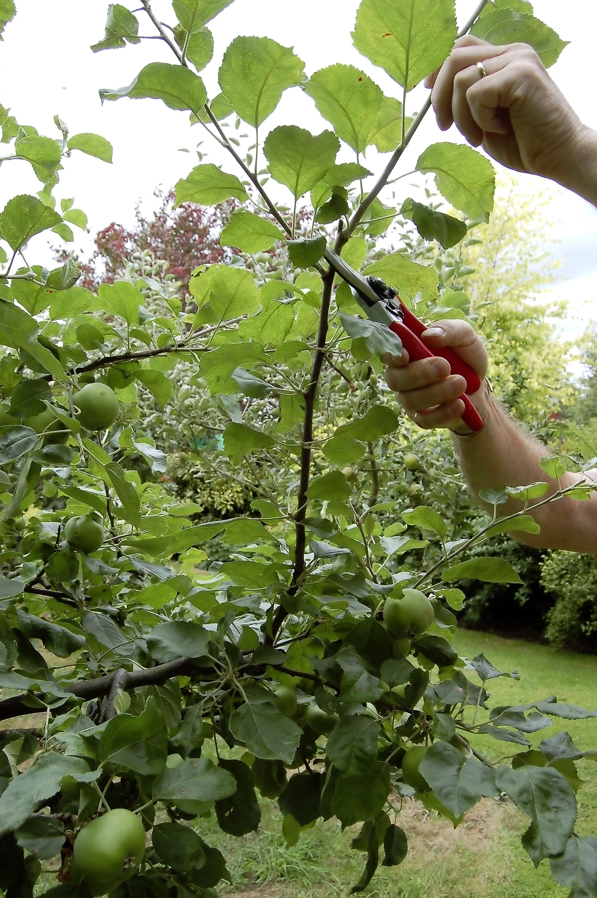 Summer prune apples step 3.jpg