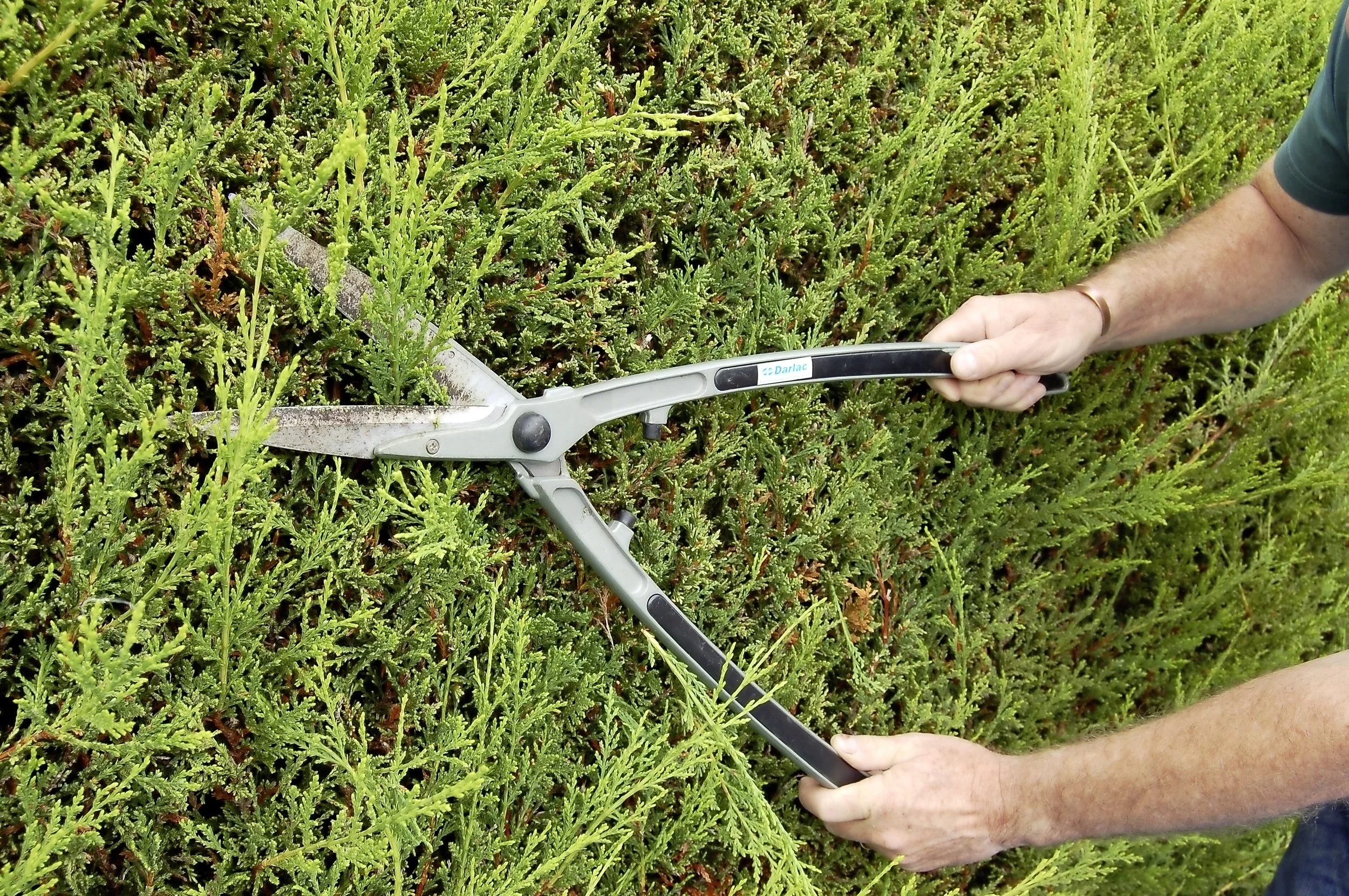Trim conifers - step 2.jpg