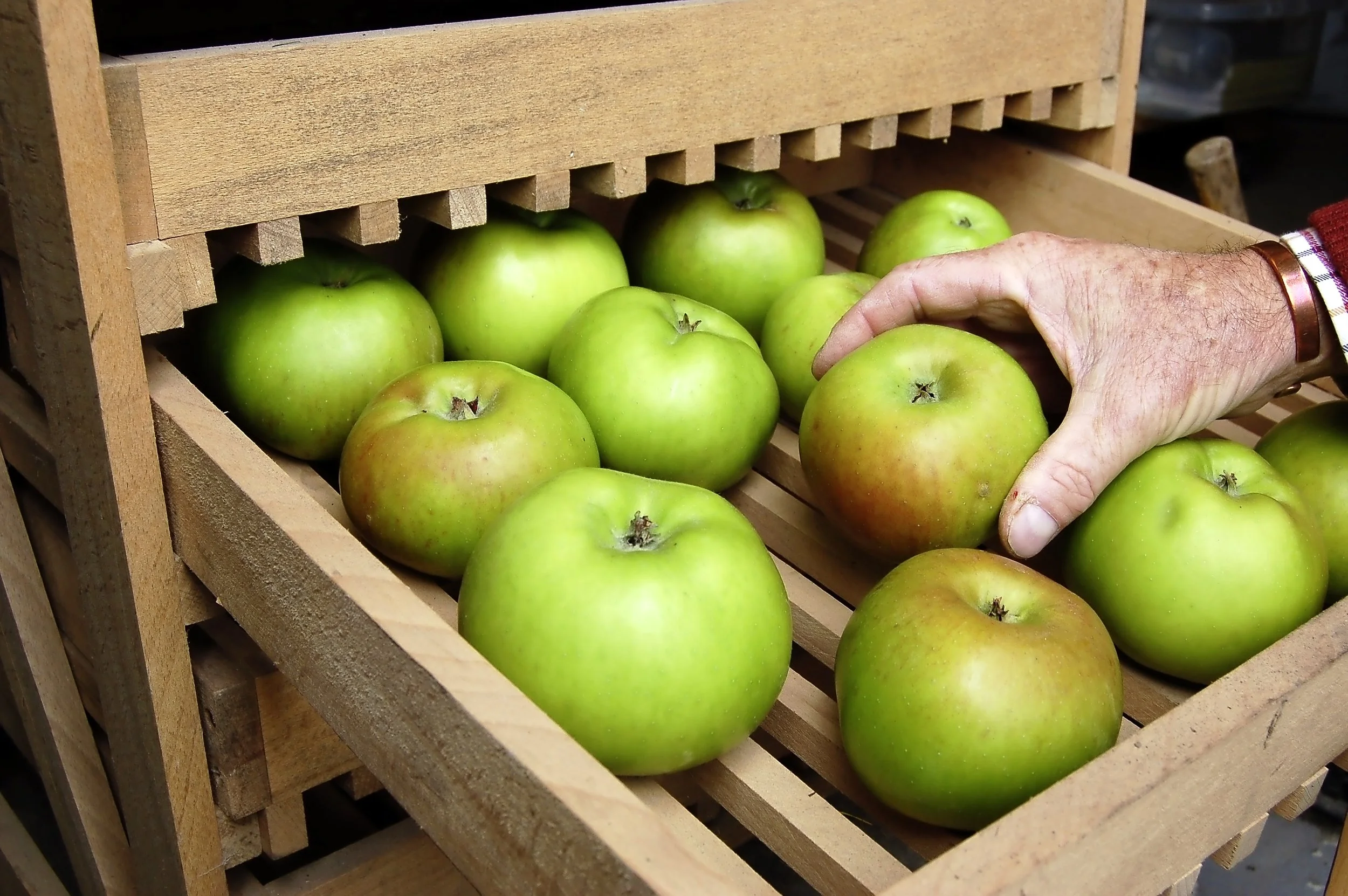 Harvest and store apples - step 4.jpg