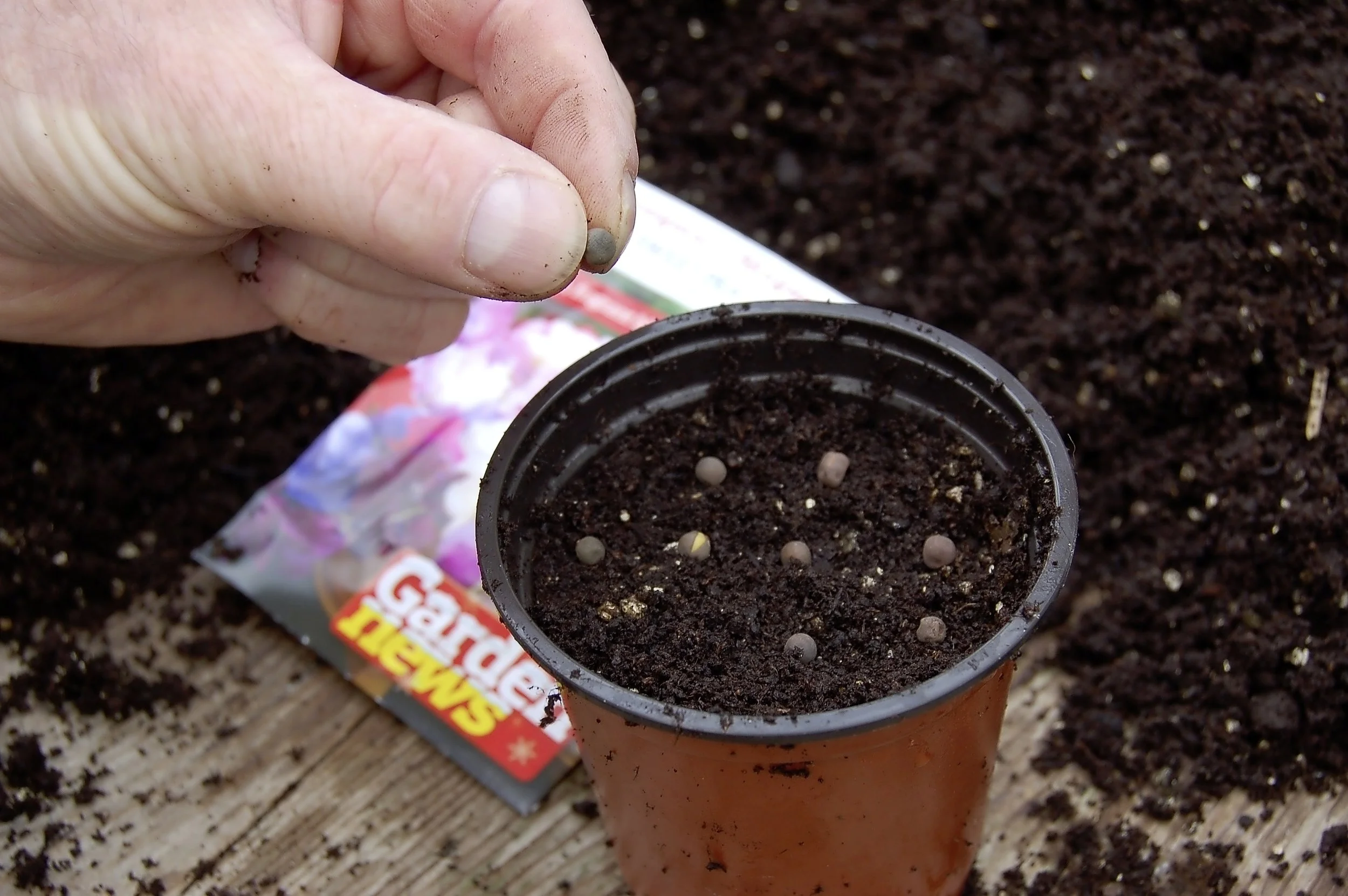 Sow sweet peas - step 3.jpg