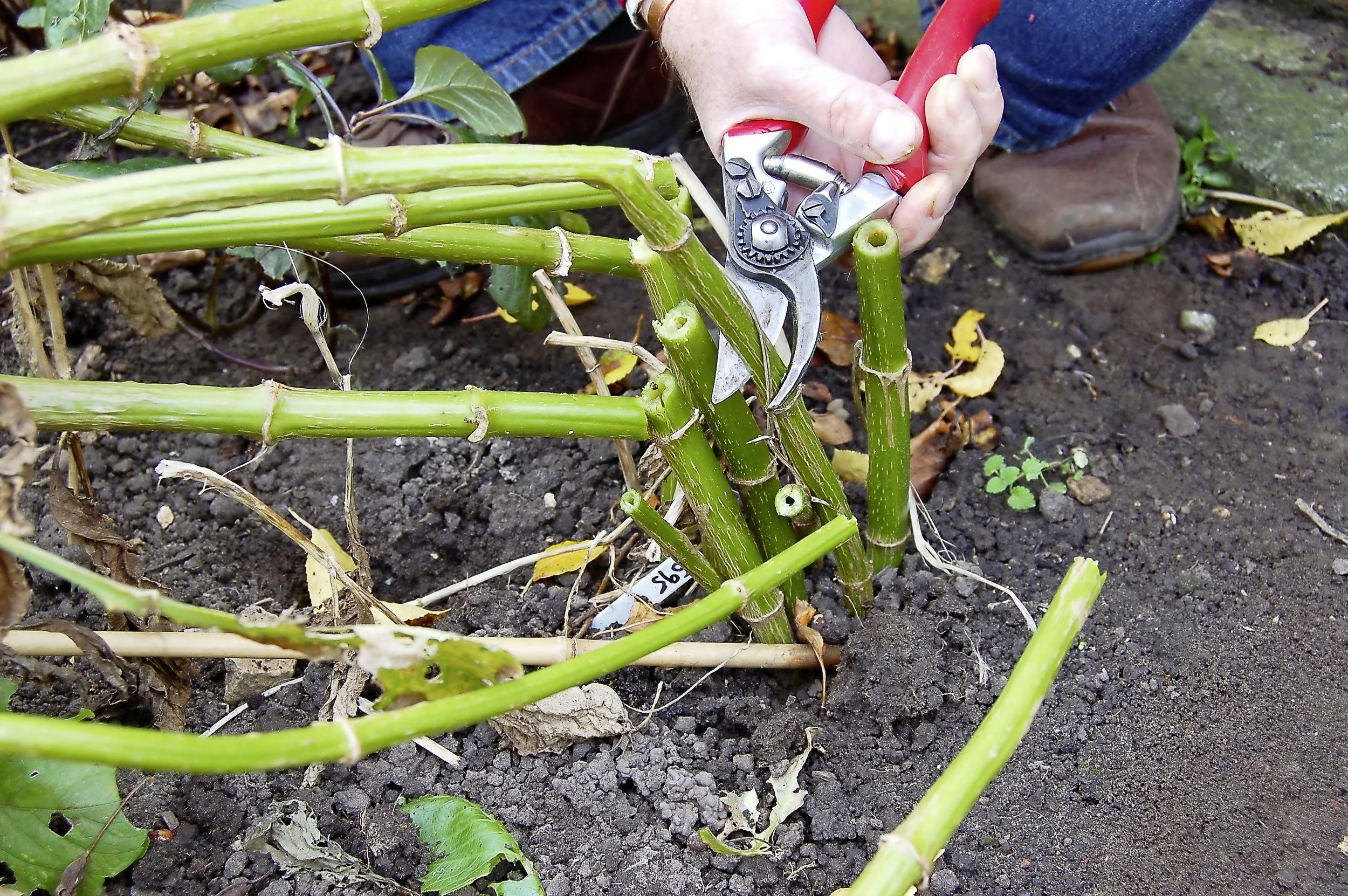 Lift dahlias - step 1.jpg