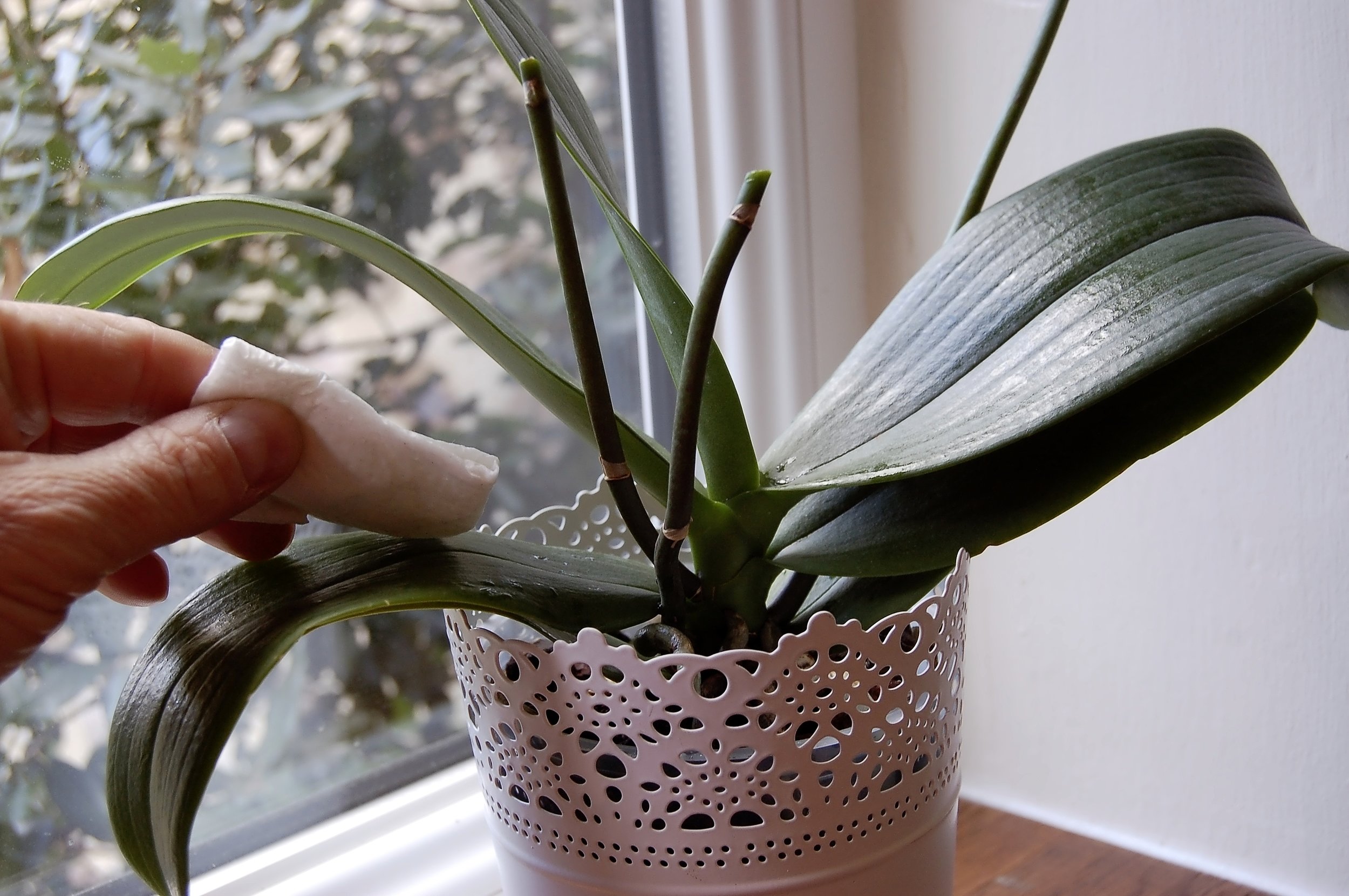 In winter, stand the plants in good light and occasionally wipe the glossy leaves with a damp cloth to remove dust. 