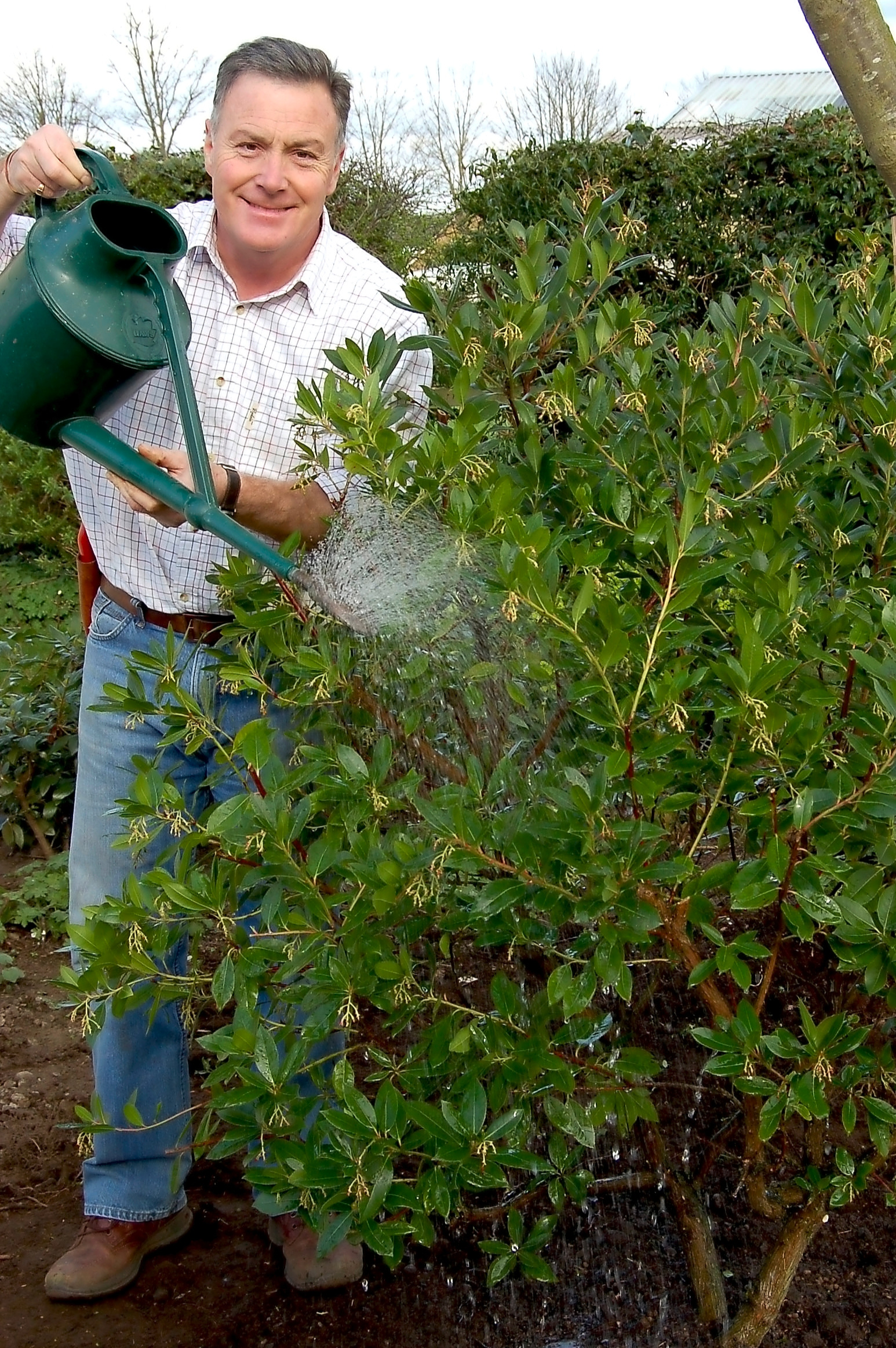 Transplanting+evergreens+-+Main+pic+%282%29.jpg