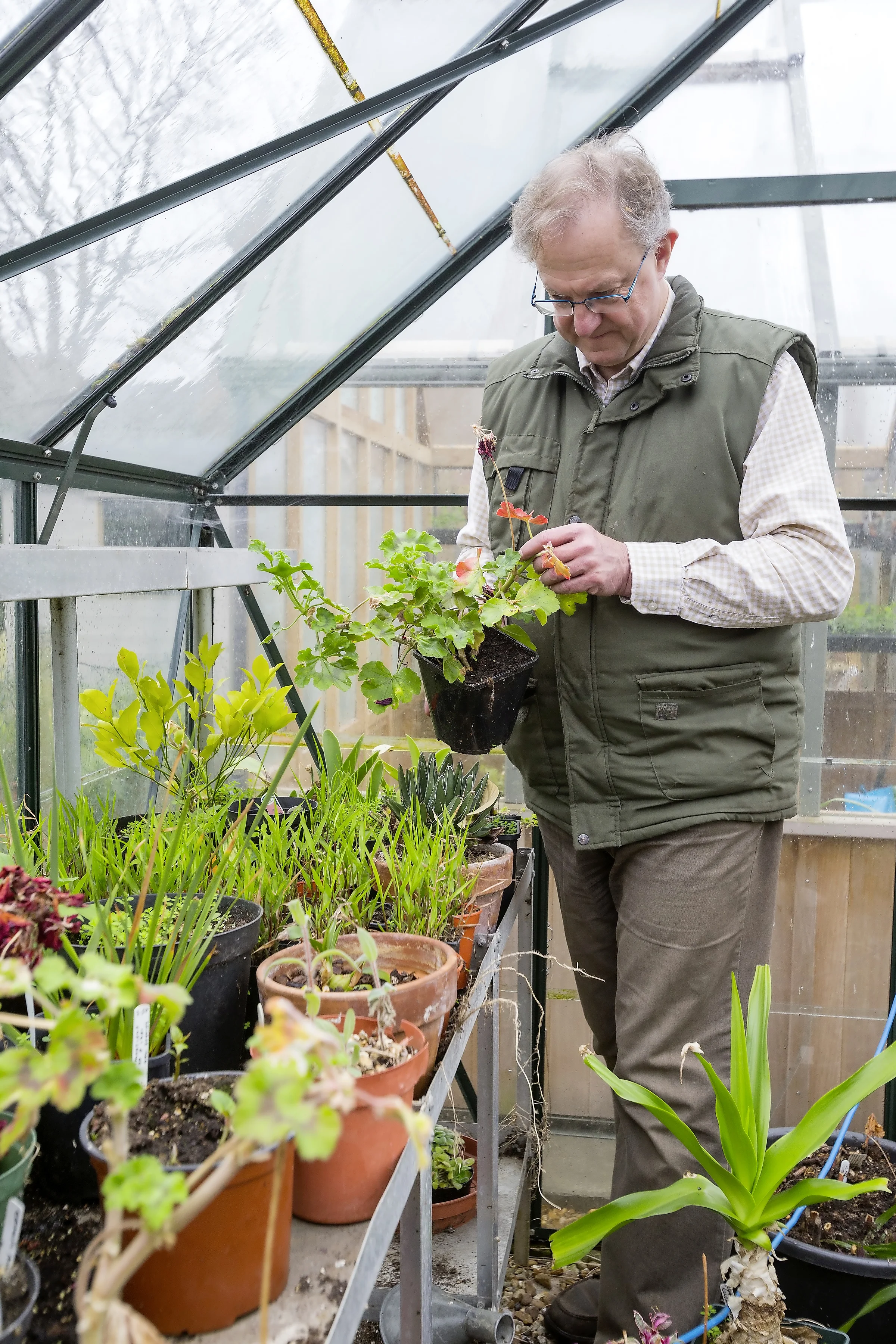 First check for greenhouse pests and diseases on plants GNNH180459.jpg