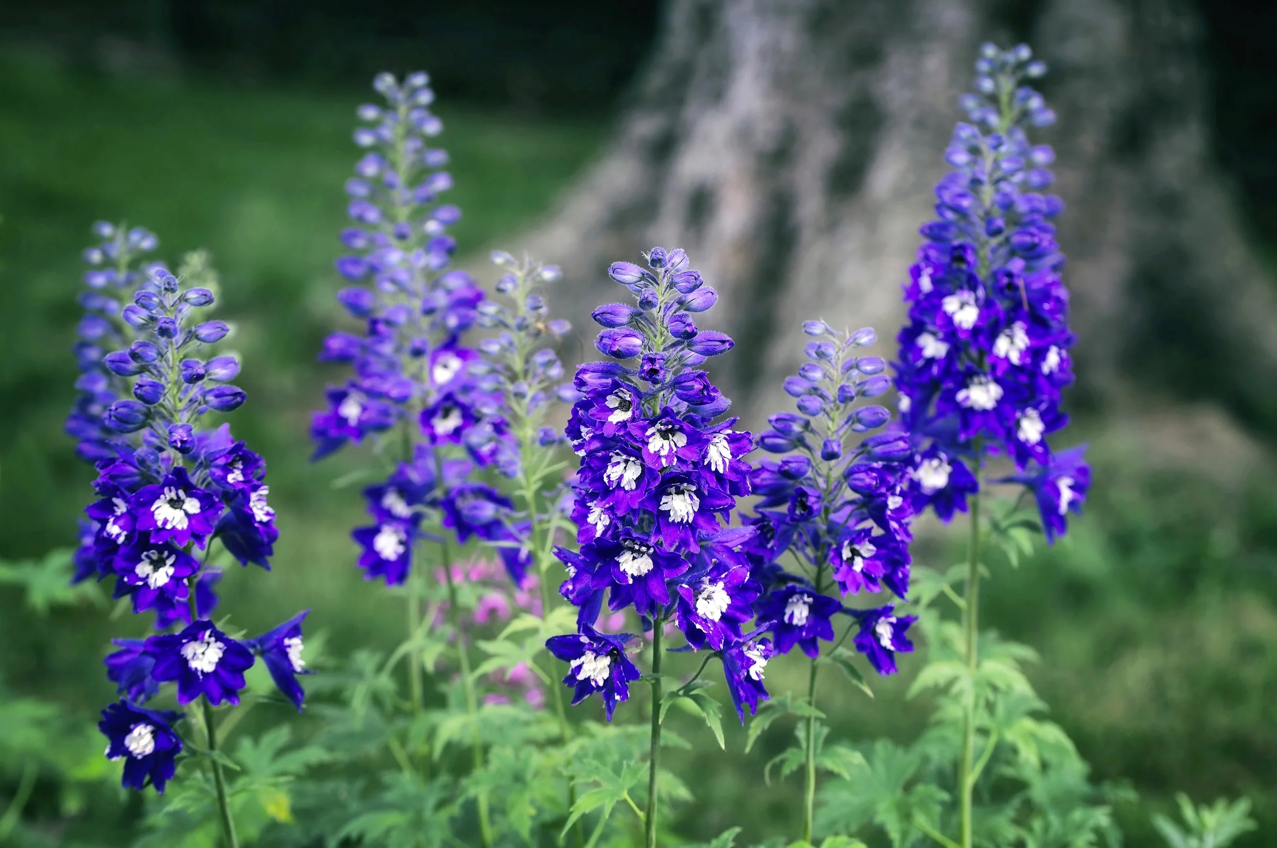 Delphinium.jpg