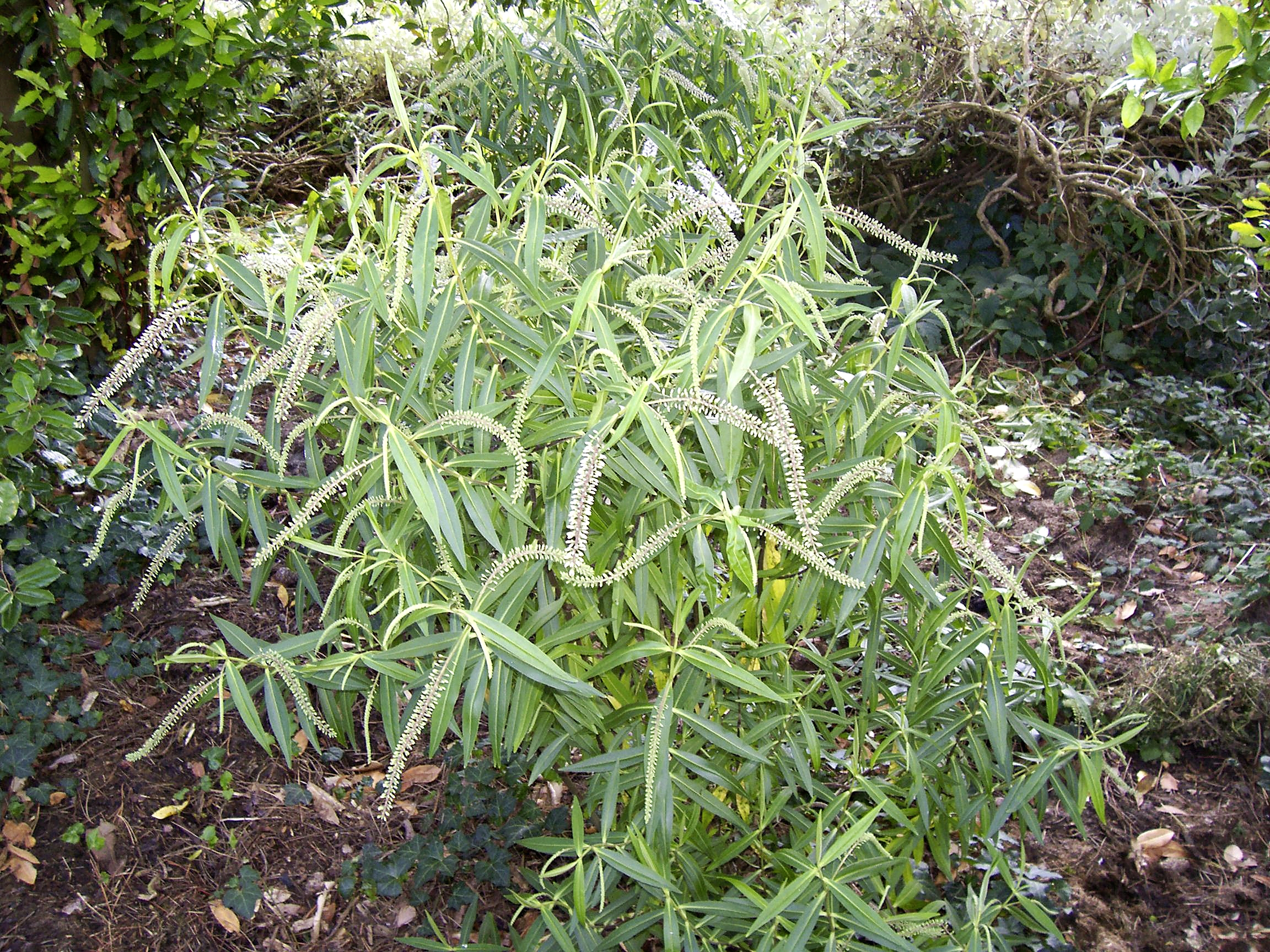 Hebe stricta ‘Lindleyana’ from Steve’s collection