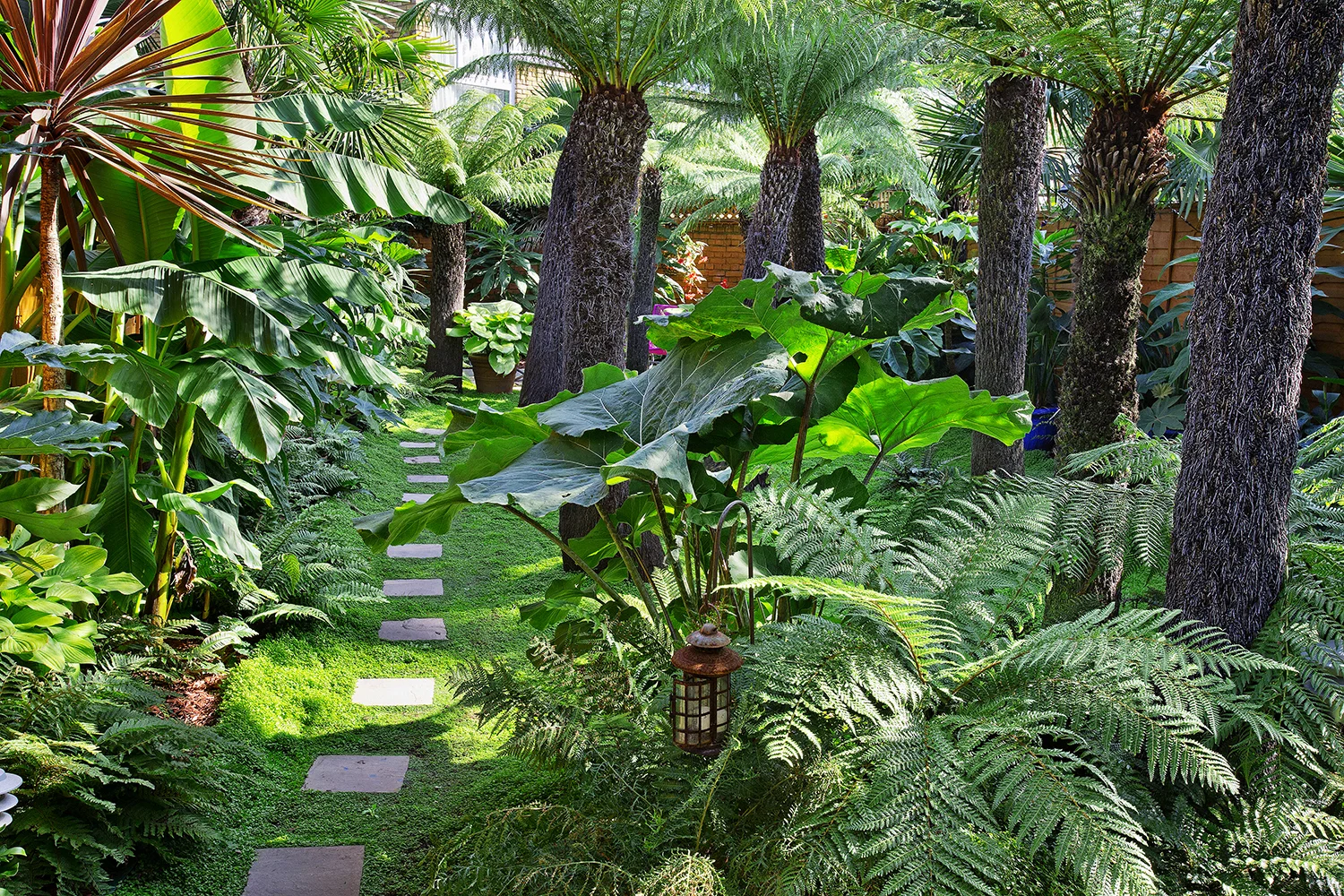 Under his towering tree ferns Patrick grows a carpet of shade-tolerant soleirolia, with stepping stones dotted through. Large-leaved plants include Petasites japonicus giganteus and tender banana palm, Musa basjoo