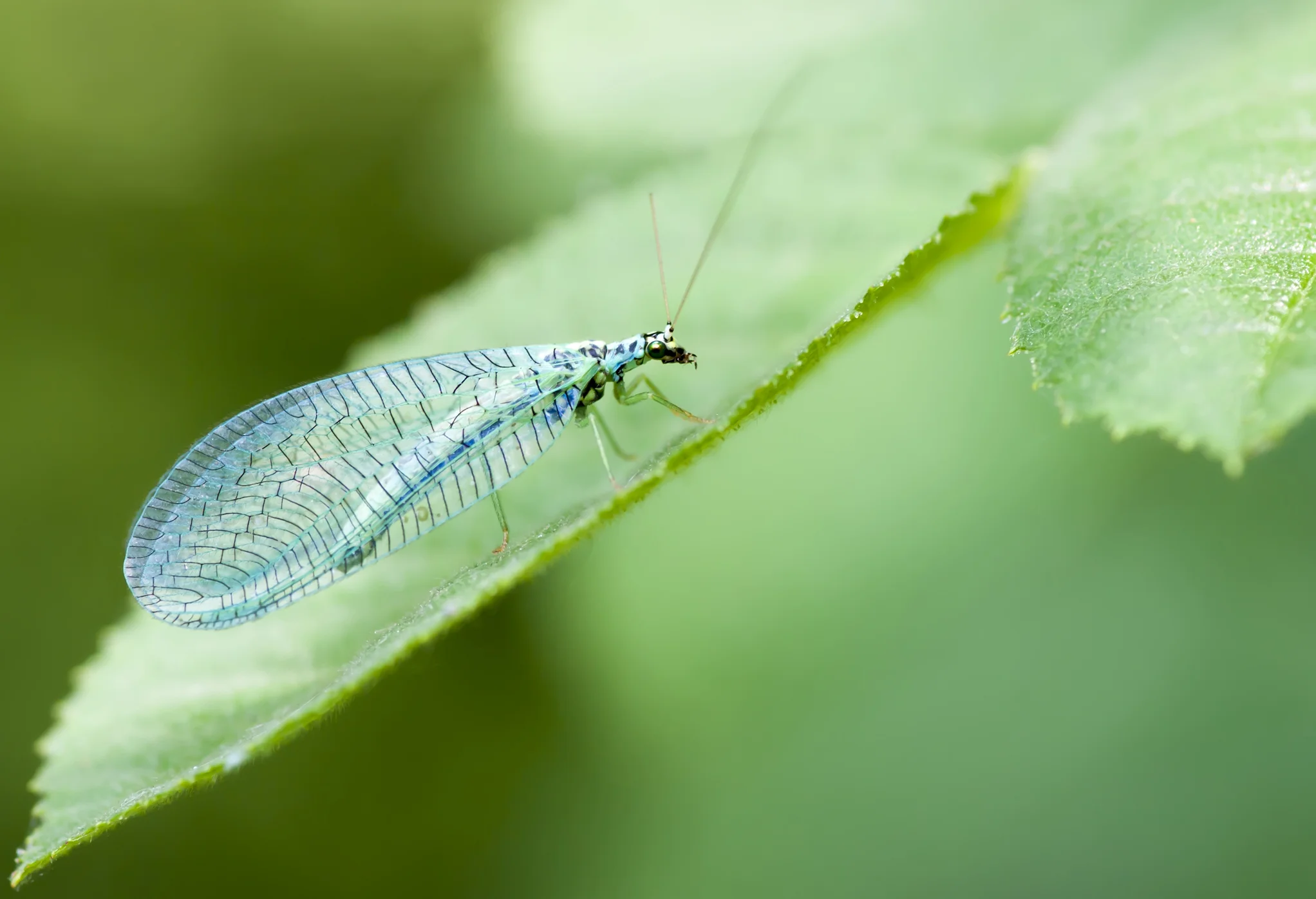 Lacewing larvae eat aphids too