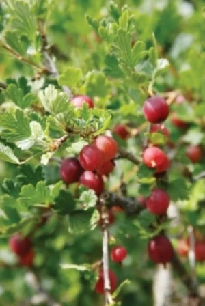 Gooseberry 'Hinnomaki Red' - sweet dessert variety. £8.95 from Mr Fothergill's www.mr-fothergills.co.uk