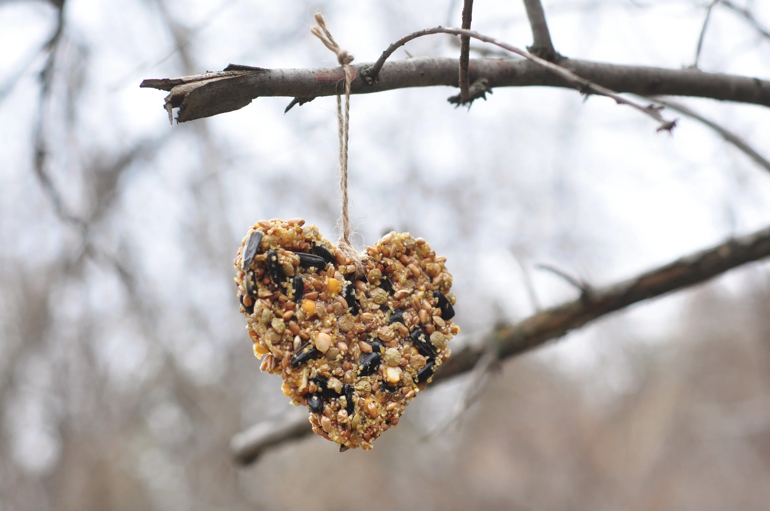 ABOVE: Make fat-rich nutritious treats with seed and suet