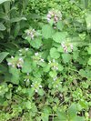 Lamium