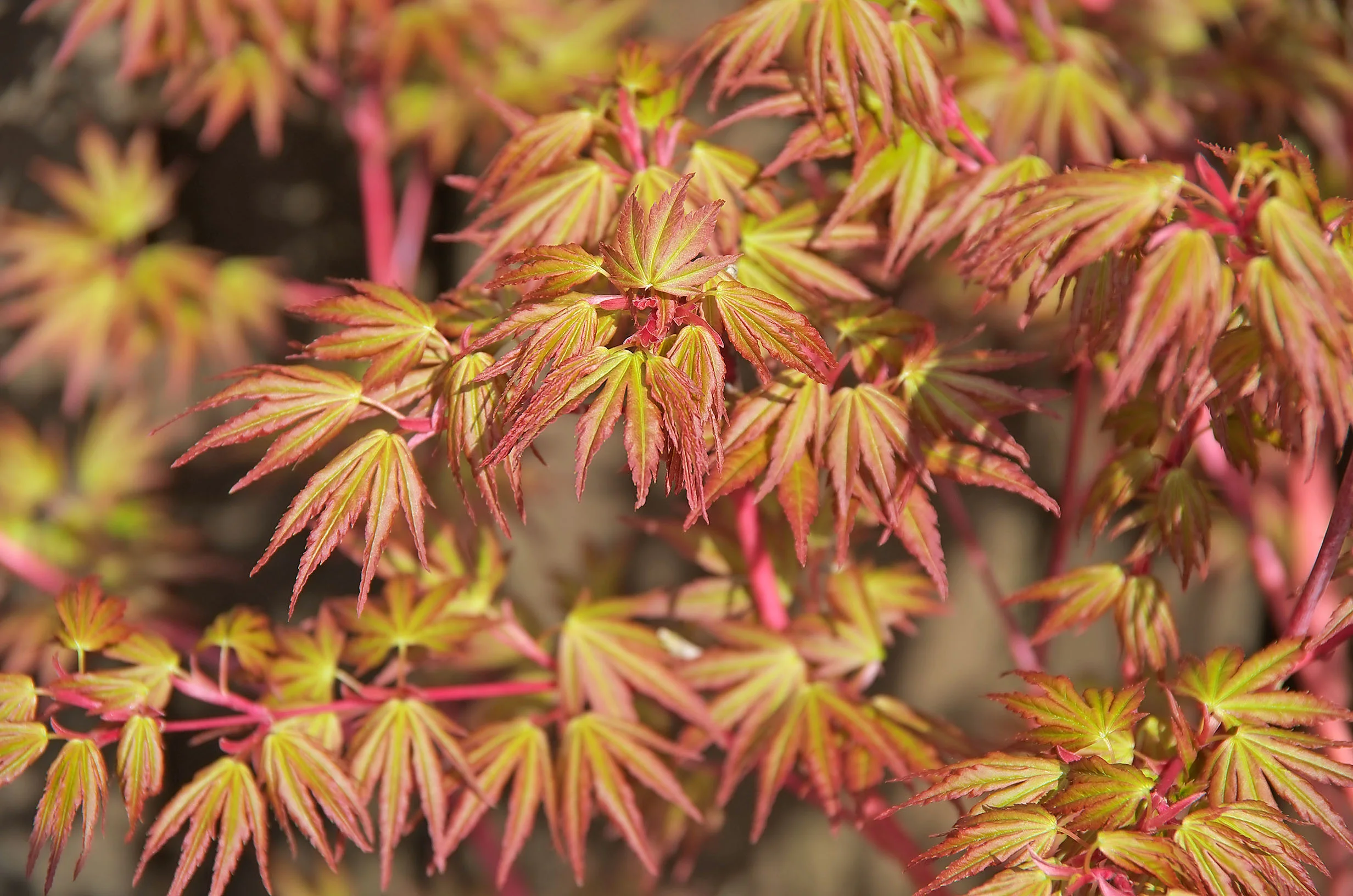 Acer 'Sango-kaku'