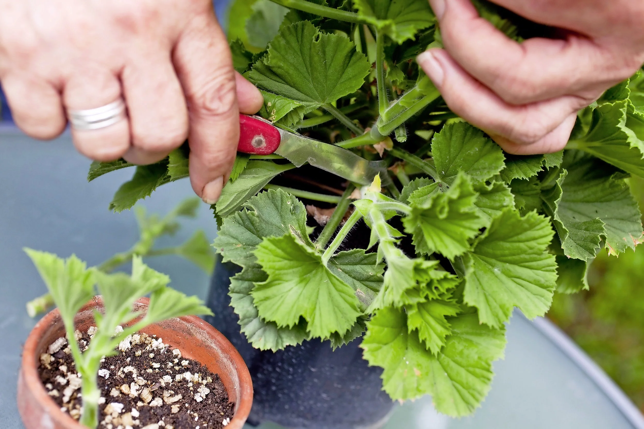 Take softwod cuttings.jpg