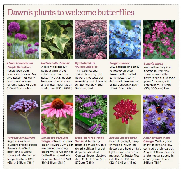 Dawns top 10 butterfly plants.jpg