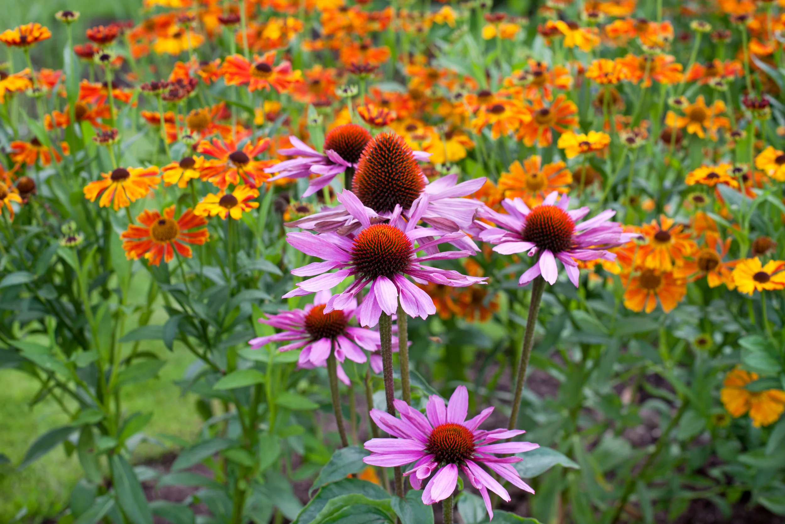 Echinacea purpurea with helenium