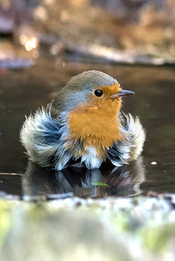 shutterstock_1049342054 D Robin bathing.jpg