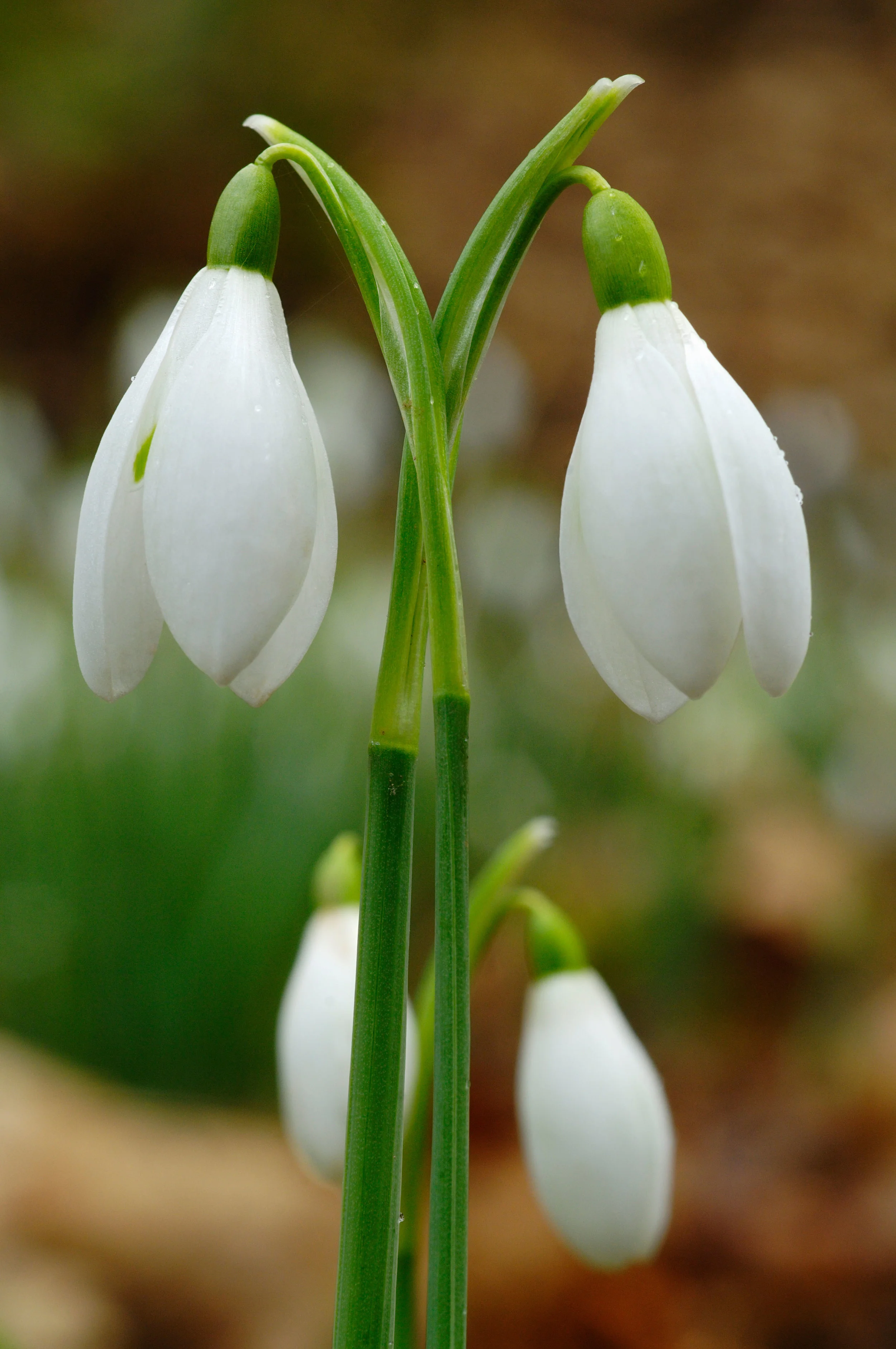 ANPN5N LIBY GALANTHUS NIVALIS.jpg