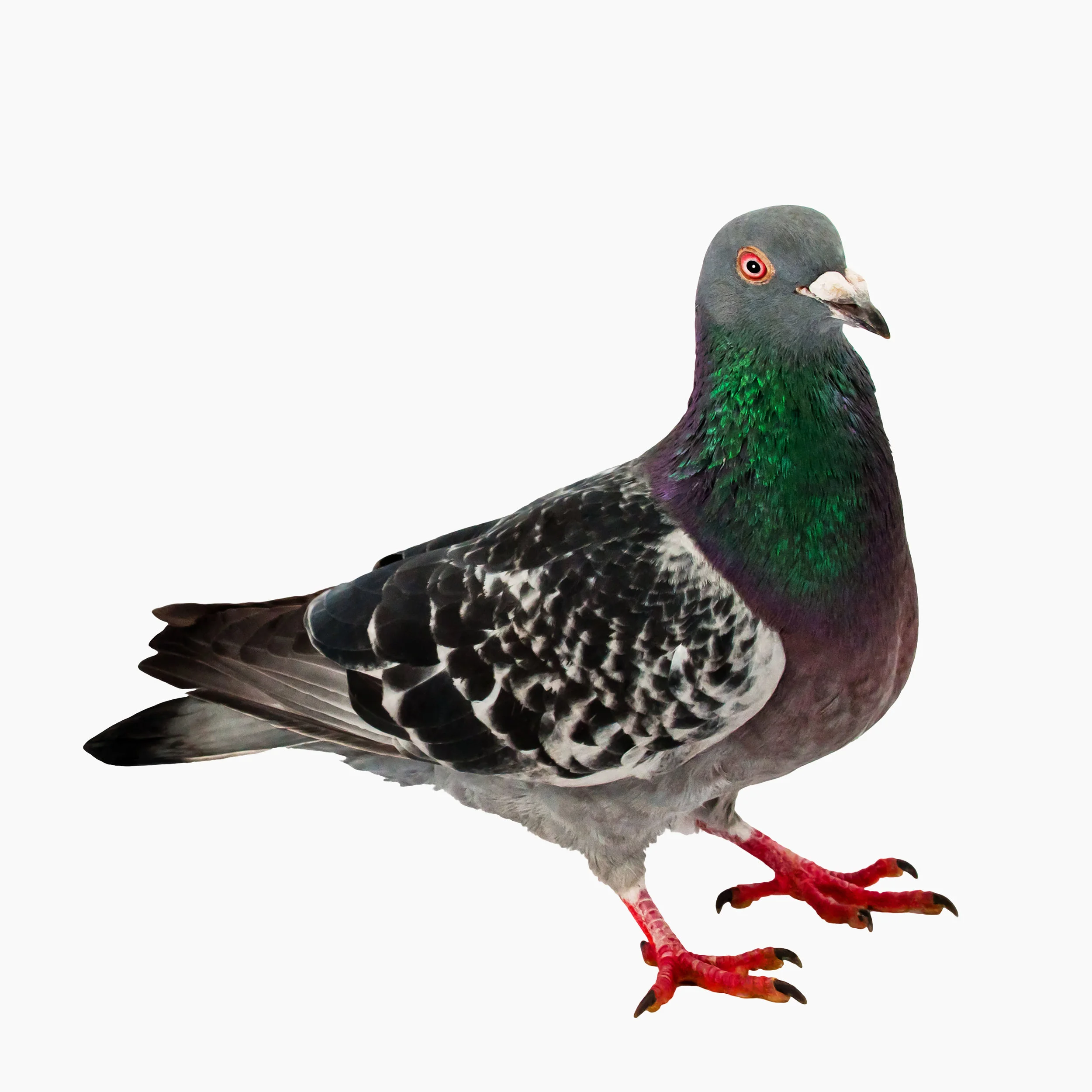 Pigeons love peas too