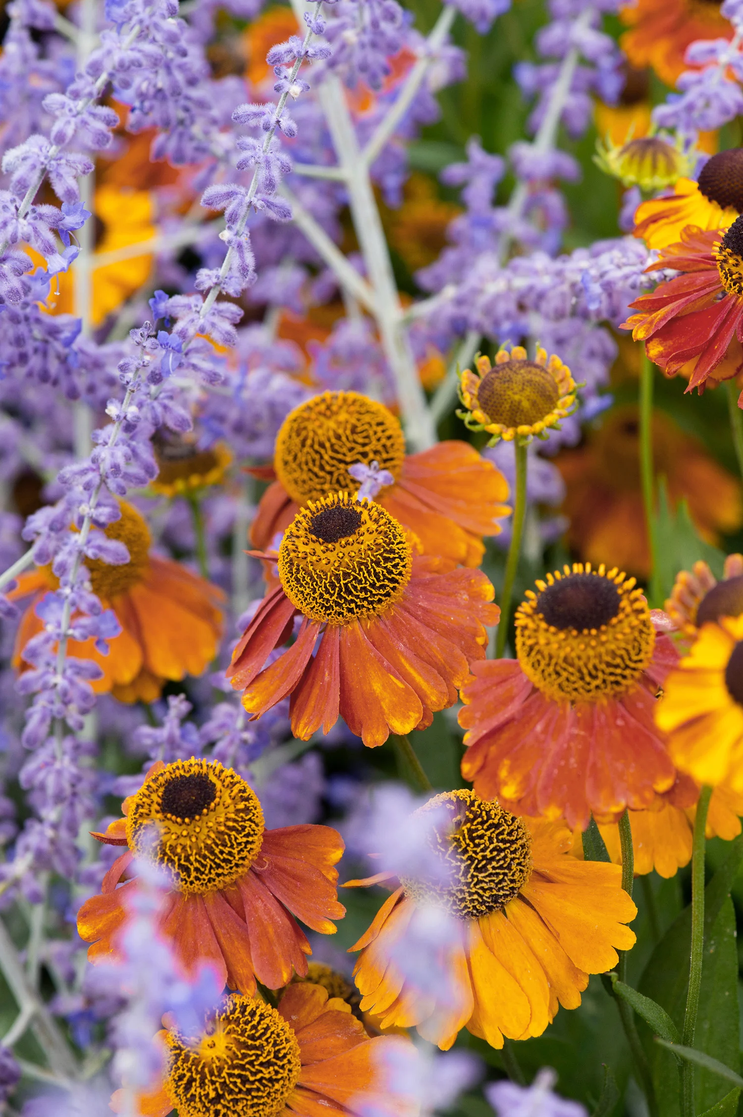 Helenium ‘Sahin’s Early Flowerer’ and perovskia ‘Blue Spire’