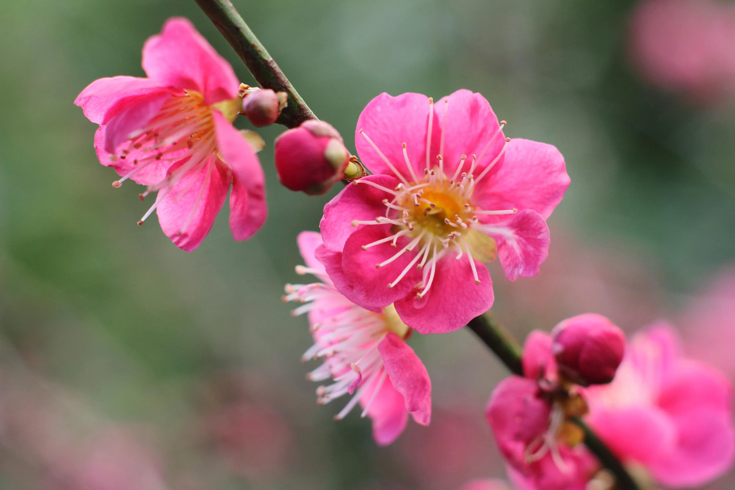 Prunus mume ‘Beni Shidori’
