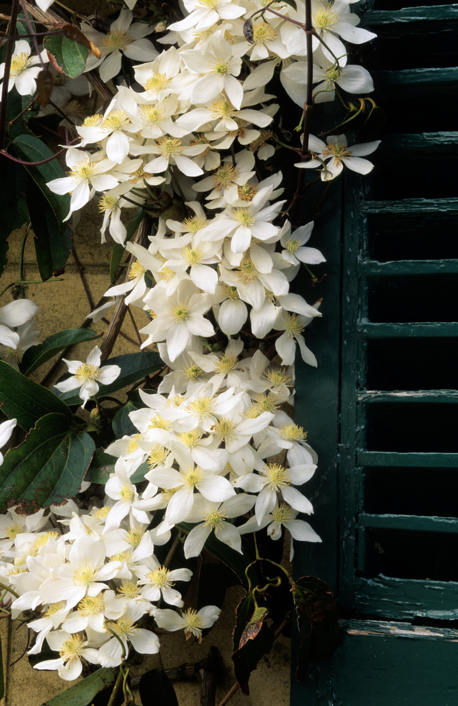 Clematis armandii