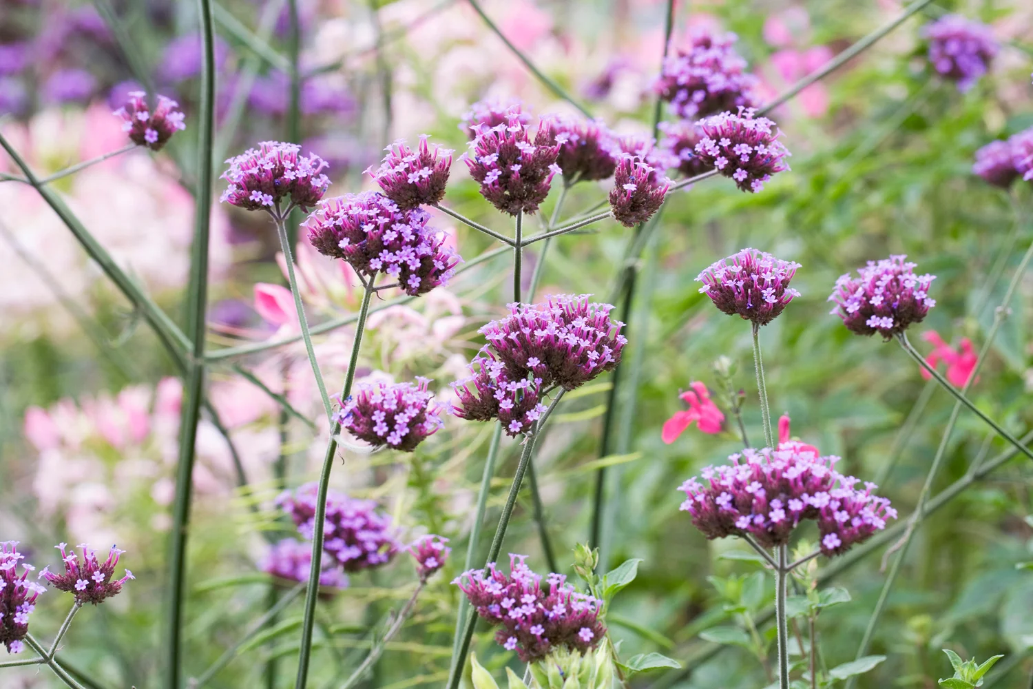 Verbena bonariensis