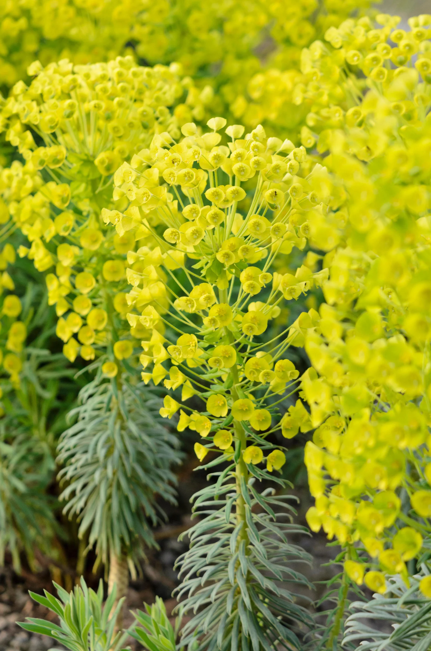 Euphorbia characias wulfenii