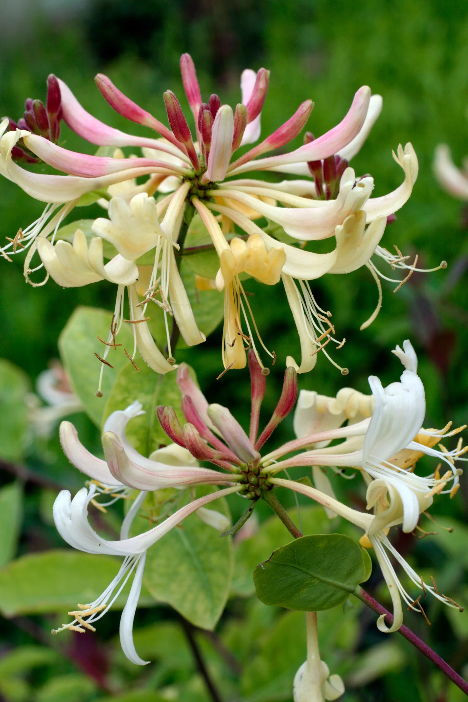 Lonicera periclymenum